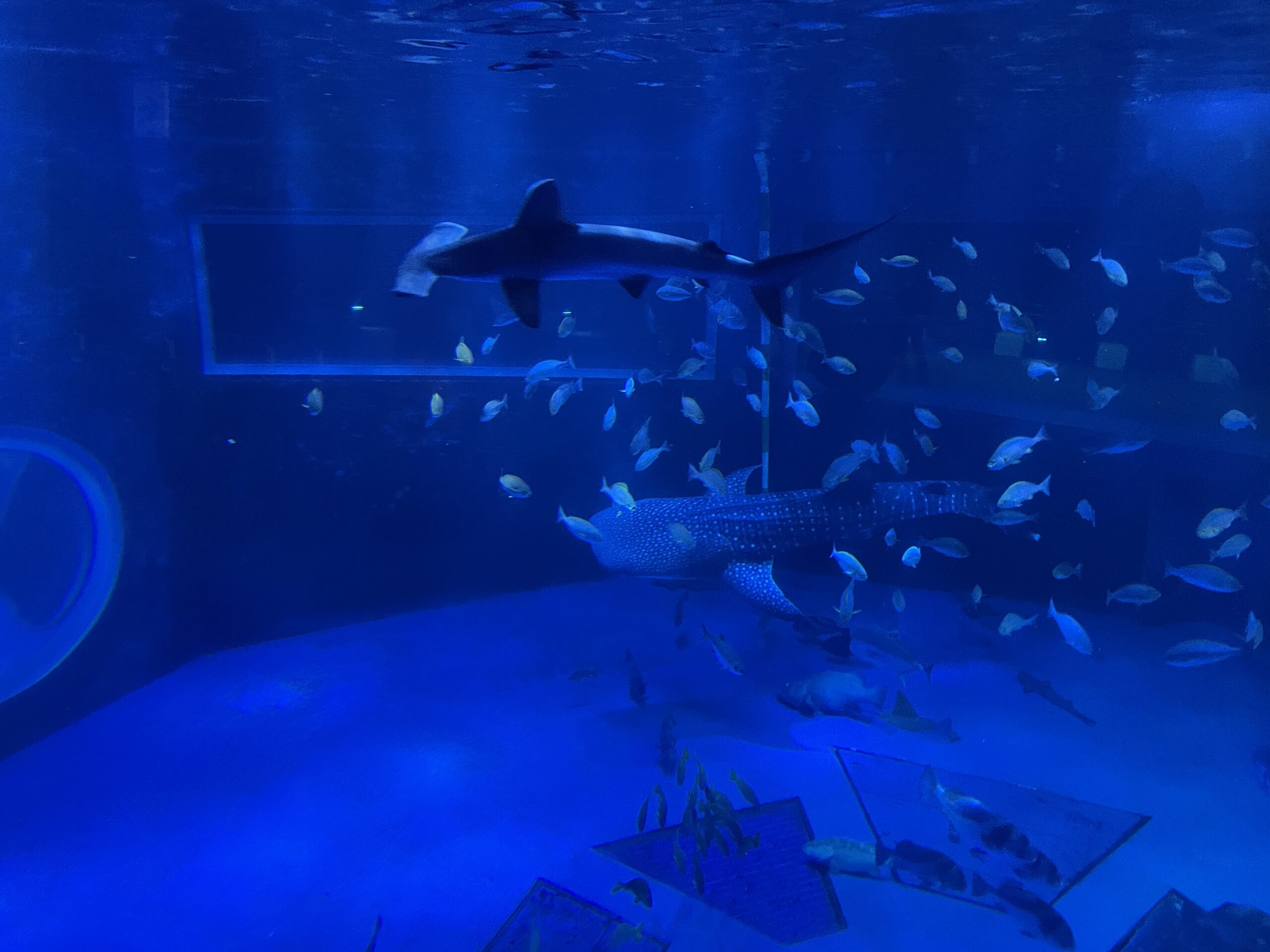 Walhaie, Hammerhaie und andere Meeresbewohner im Notojima-Aquarium