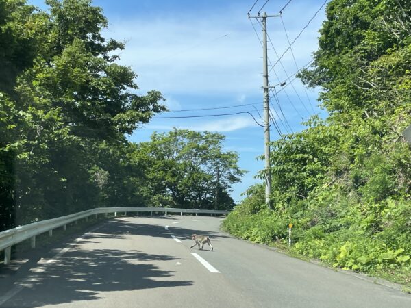 Japanischer Rotgesichtsmakake in freier Wildbahn auf der Shimokita-Halbinsel