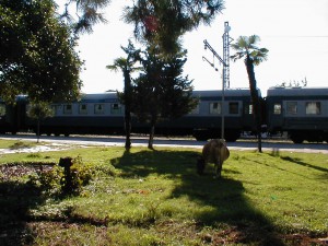 バトゥミの駅。前方には、牛が見える。