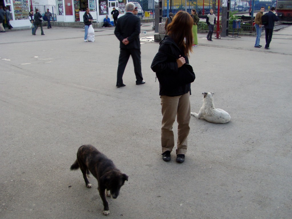 野良犬が多い