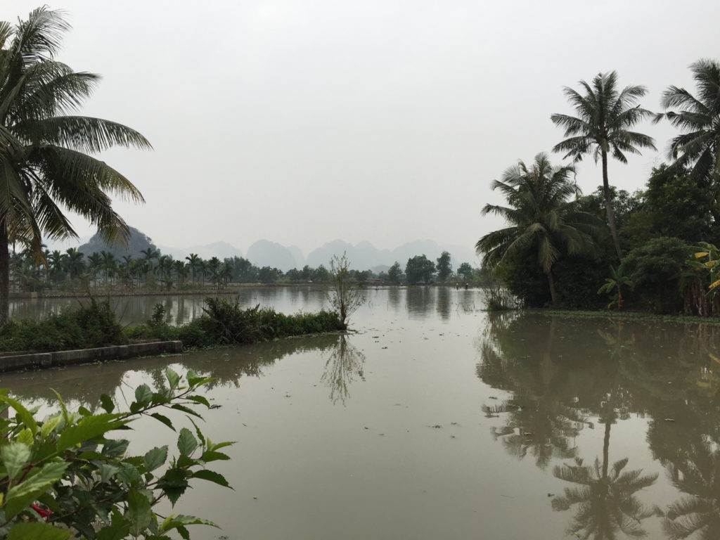 Reisfelder bei Yen Duc