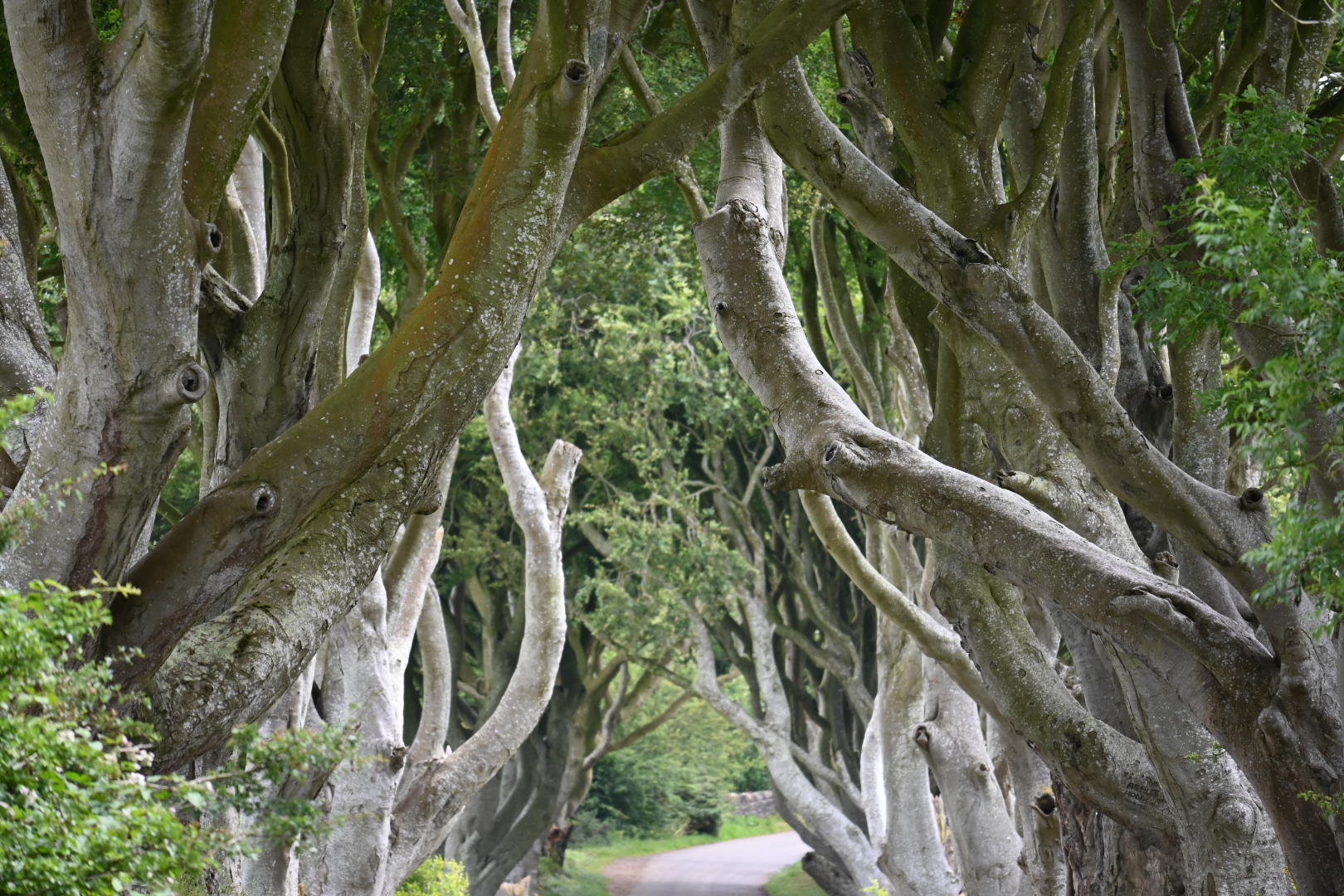 The Dark Hedges – irgendwie in der Tat ein bisschen mystisch