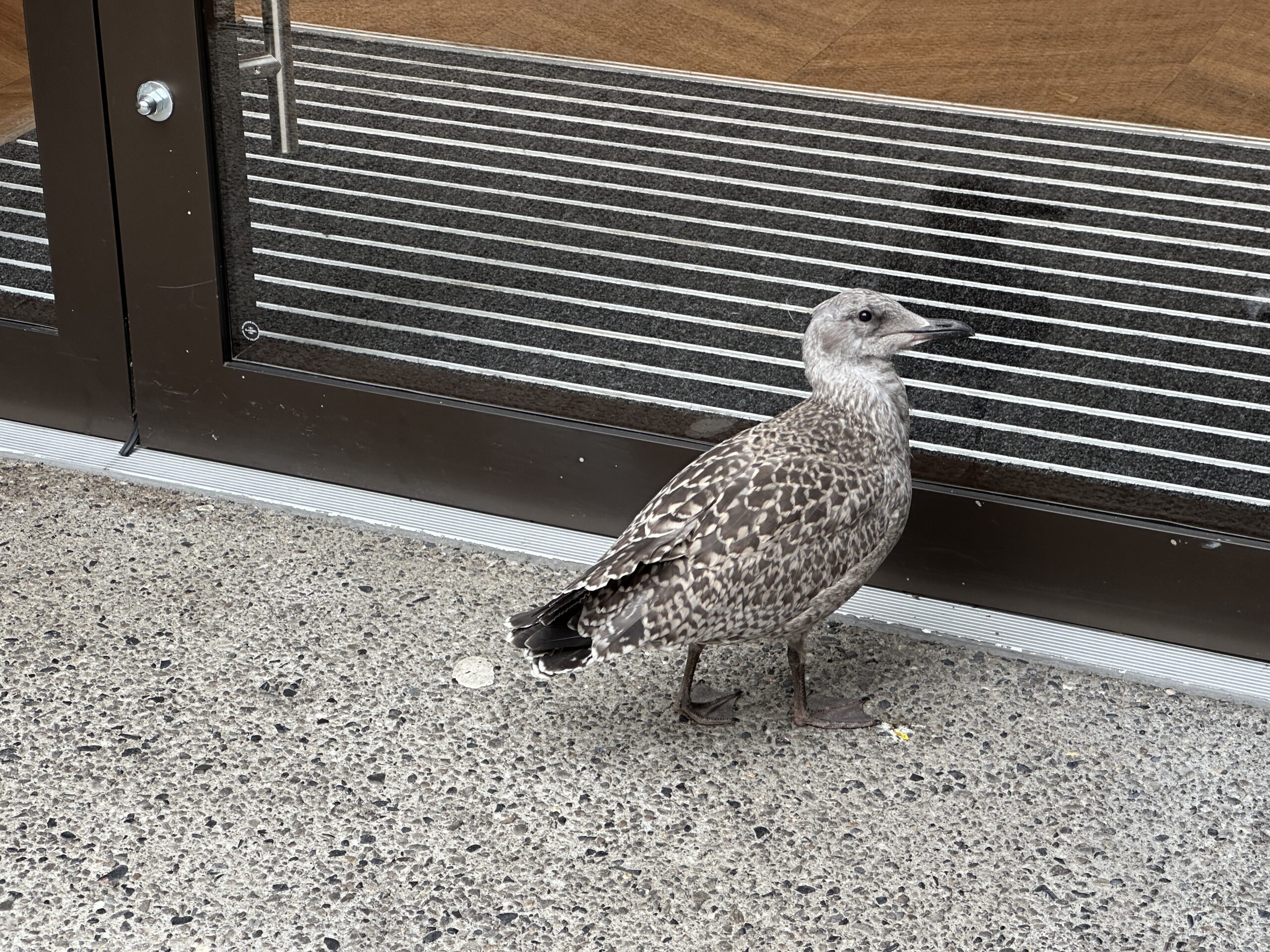 Diese noch junge Möwe wartet darauf, dass der Supermarkt endlich aufmacht