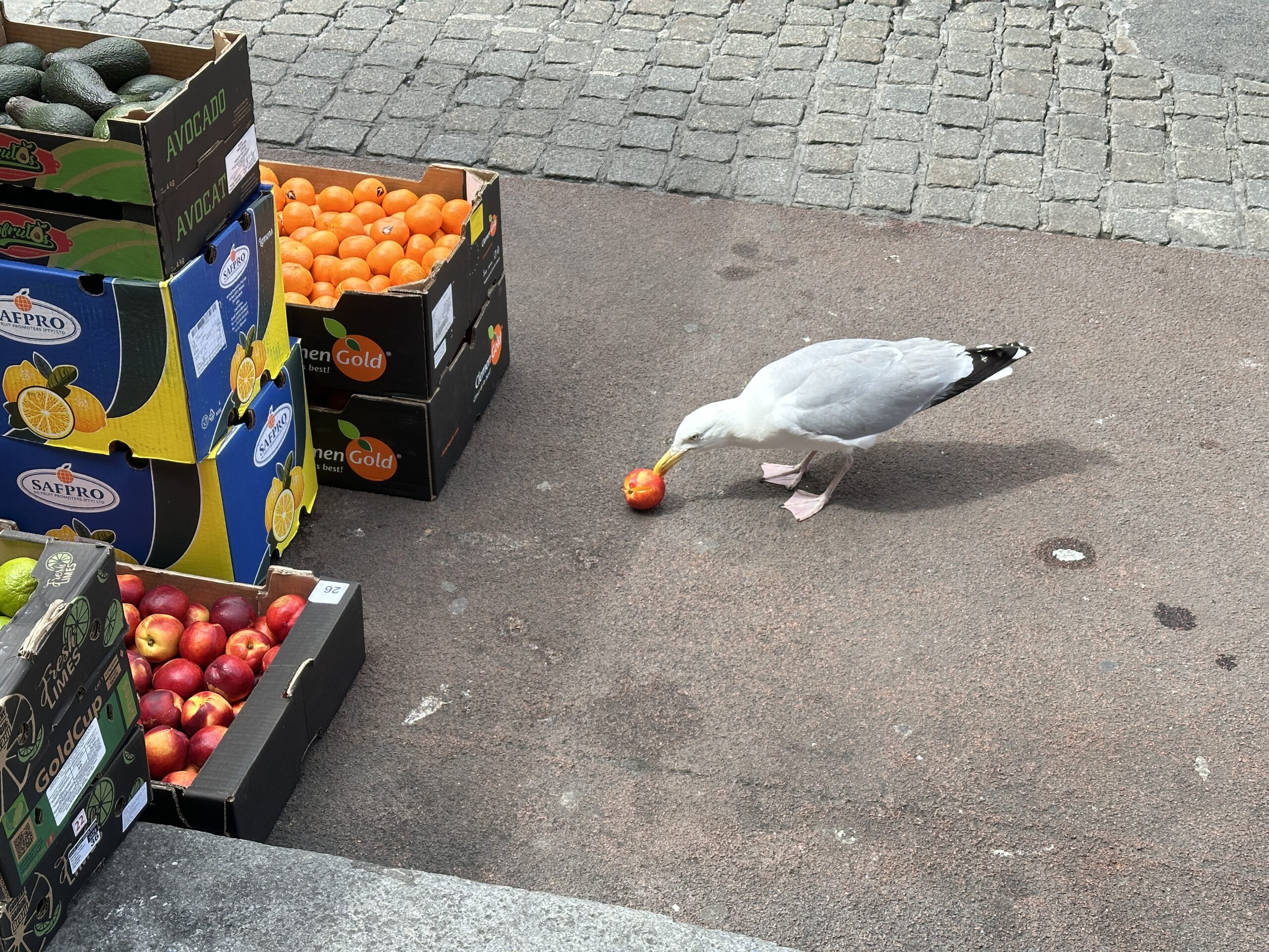 Möwen in Dublin.. sie sind zahlreich, laut und wissen, sich zu verpflegen