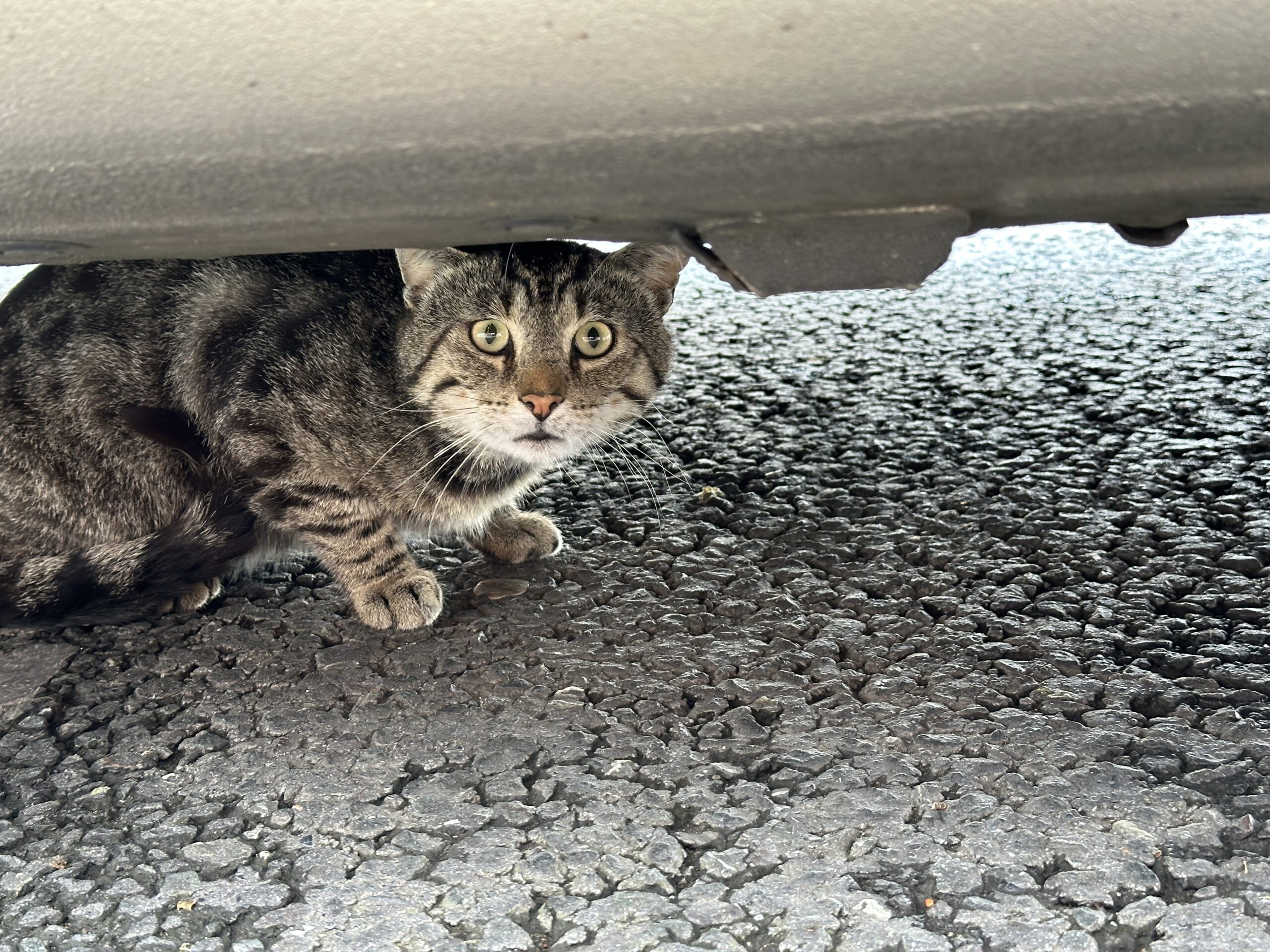 Nanu, seit wann miaut denn mein Auto?